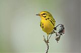 Prairie Warbler